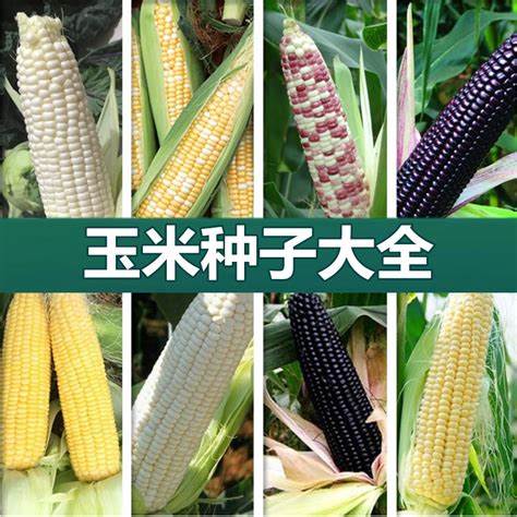惠民207玉米种子说明书