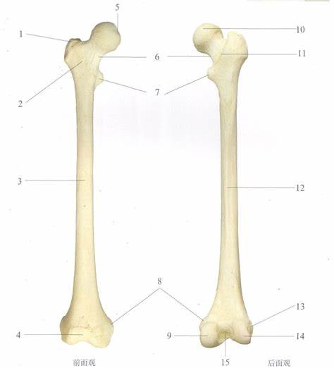 股骨转子骨折解剖概述