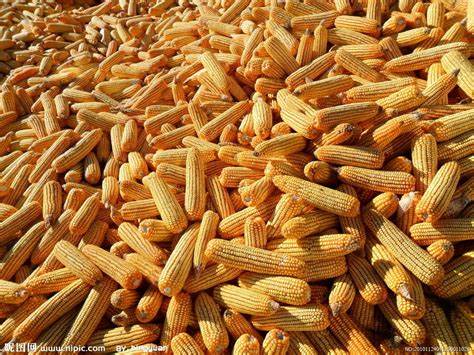 先玉玉米品种2150积温带