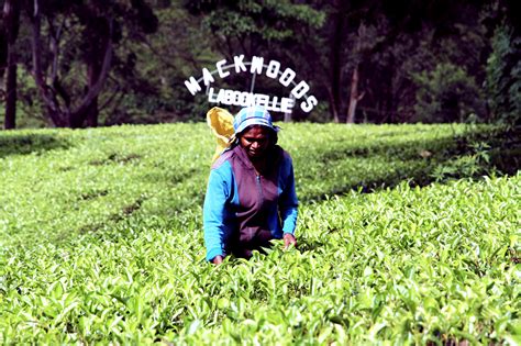 来印度必买的阿萨姆红茶,印度产甚么茶