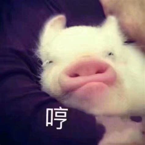 小可爱の表情包 小猪pig 哼 - 堆糖，美图壁纸兴趣社区