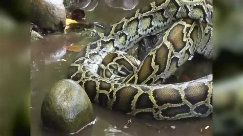 鳄鱼和蟒蛇在水潭里进行殊死搏斗_腾讯视频