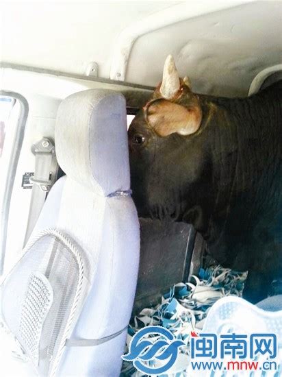南安耕牛失窃案频发 盗窃团伙开套牌车偷牛被抓 - 拍案说法 - 东南网泉州频道