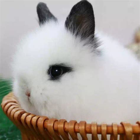凤眼猫猫兔长大的图片,海棠,品种_大山谷图库