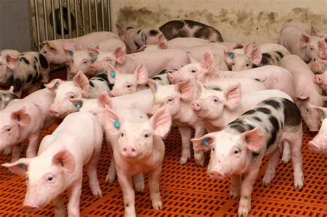 国家发改委：猪粮比价回升至二级预警区间_凤凰网