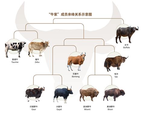 属牛的1985年出生的是什么命？属牛的全部年份_生肖_若朴堂文化