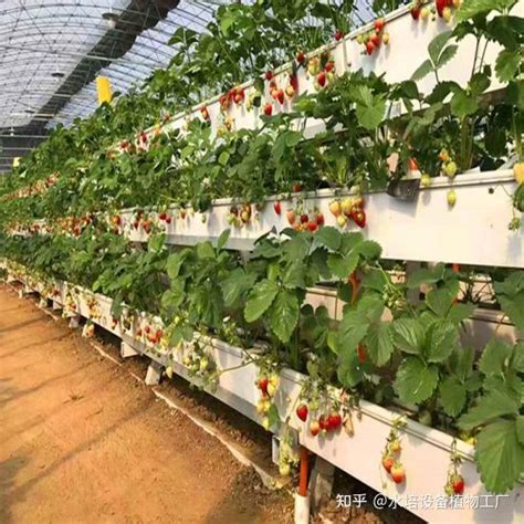 草莓种苗工厂化生产及关键栽培技术-现代园艺工程技术中心