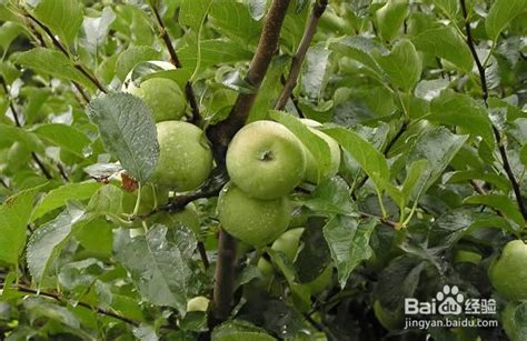 适合在门口栽培的8种果树，在院子里也能种出一片果园