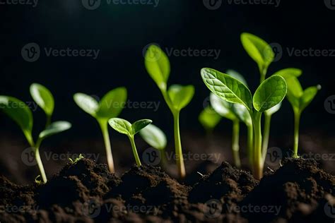 young plants sprouting from the soil. AI-Generated 30894571 Stock Photo ...