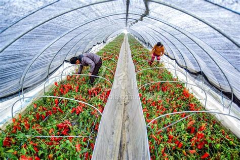 湖北日报报道：湖北省蔬菜日产量16万吨 “菜篮子”提得稳稳的--湖北省农业农村厅