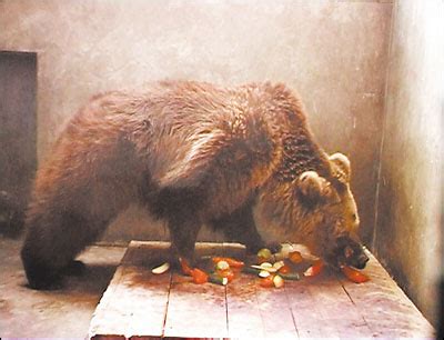 北京动物园在32℃的露天环境下饲养北极熊是不是涉嫌虐待动物? - 知乎