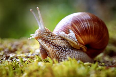 螺旋波马提亚也罗马蜗牛勃艮螺食用蜗牛蜗牛,种大型的可食用的呼吸空气的陆地蜗牛,螺旋科的种陆生肉质腹足软体动高清图片下载-正版图片300089161-摄图网