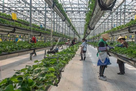 广州：智能蔬菜工厂 保障市场供应-人民图片网