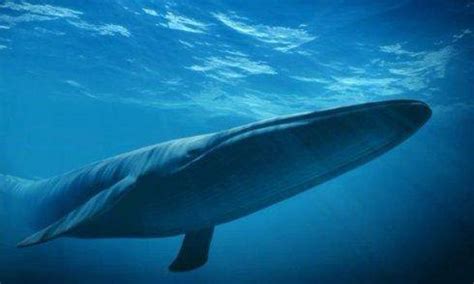 世界最大动物蓝鲸（世界上最大哺乳动物）