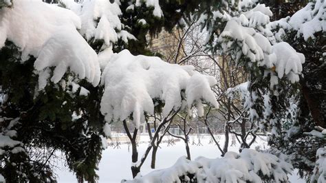 cnsjw.cn – 长春南湖公园雪景