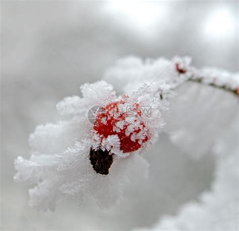 雪后红色的玫瑰果高清图片下载-正版图片307731770-摄图网