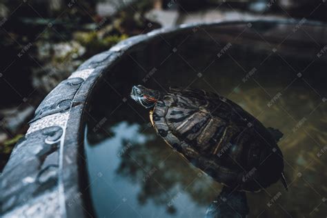 一只水龟在池塘里游泳高清图片下载-正版图片503797118-摄图网