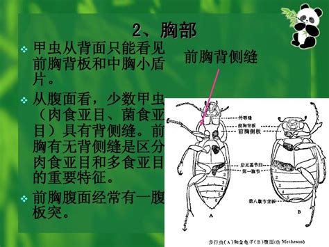 昆虫标本-昆虫模型-河南恒之奇实业有限公司