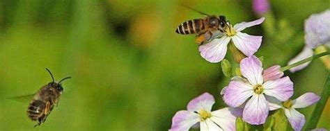蜜蜂的特点和生活特征，蜜蜂特点与习性的表格