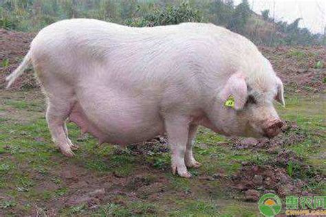 规模化猪场母猪淘汰原因是什么？降低母猪死淘率的措施有哪些？ - 猪好多网