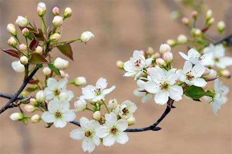 梨花的花语是什么？梨花的寓意和象征-花卉百科-中国花木网