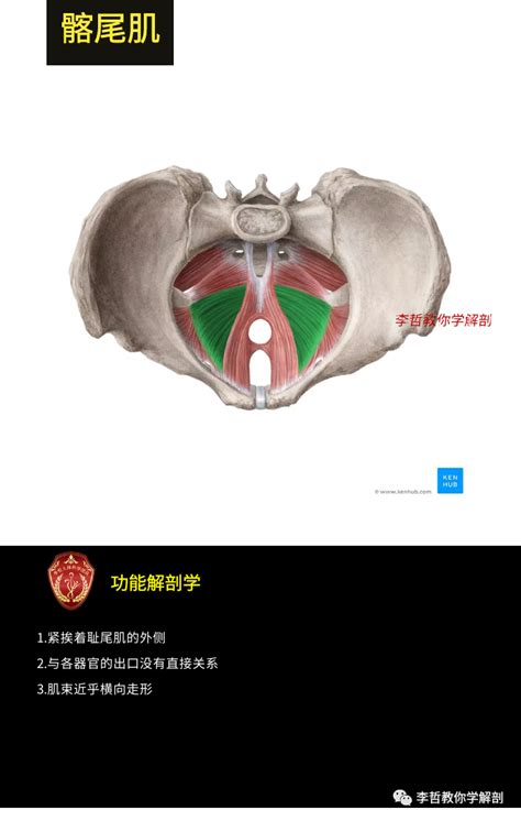 盆底肌的功能解剖学---破解10大盆底肌肉的秘密|破解_新浪新闻