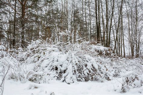 寒冷的森林与蓝天对高清图片下载-正版图片507252440-摄图网