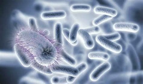 一种血清7型副猪嗜血杆菌天然弱毒菌株及其应用的制作方法