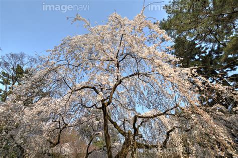 【京都御苑の桜】の画像素材(41268537) | 写真素材ならイメージナビ