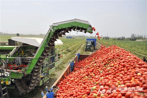 增产又增收 巴州百万吨番茄加工忙 -天山网 - 新疆新闻门户