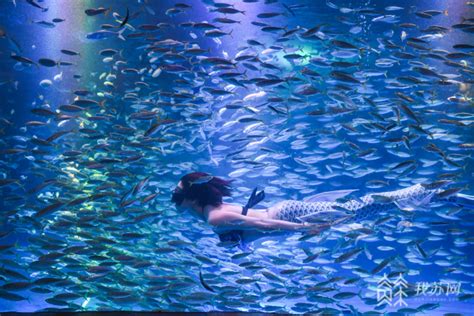 镜头下：90后“美人鱼”的水下真实生活，表演靠憋气，一身职业病