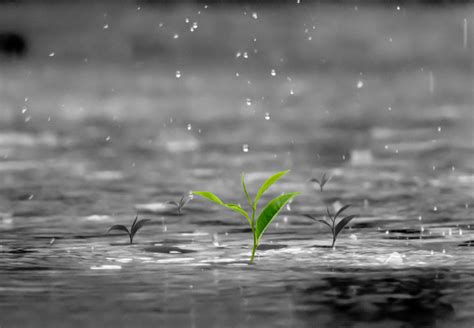 雨水节气是每年的哪一天 今年雨水节气几点几分_万年历