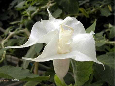 世界上最稀有的十种花 这十种花很是稀有相当罕见_探秘志