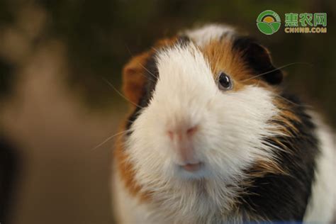 荷兰猪可以吃什么蔬菜（豚鼠能吃和不能吃的东西） - 胖萌舍宠物网