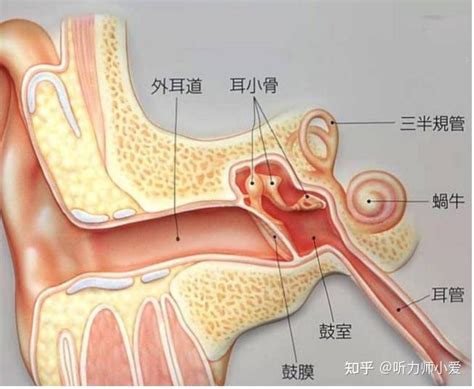 耳朵各部分的作用是什么？ - 知乎