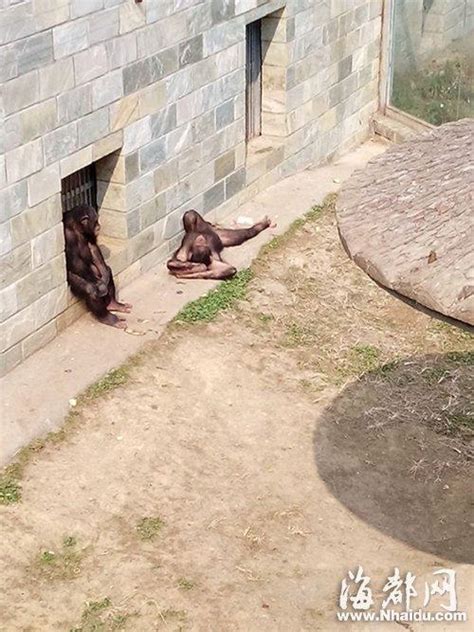 福州动物园：游客乱丢烟头 猩猩学会抽烟_大闽网_腾讯网