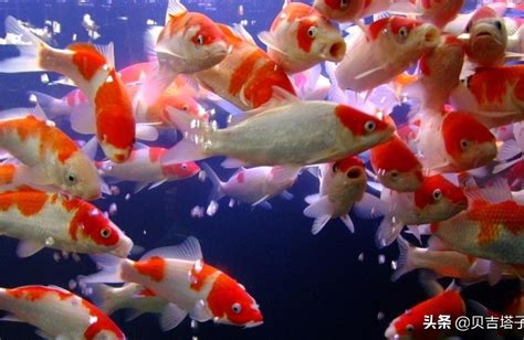 中卫观赏鱼:宁夏鱼的种类 - 观赏鱼企业目录 - 广州观赏鱼批发市场