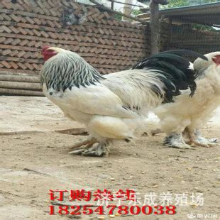 大量出售观赏鸡鸡苗 大体型婆罗门鸡 自养自销 嘉萍养殖场
