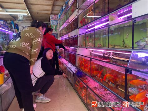 首届鞍山全球宠物水族繁育峰会暨交易会即将开幕 强强联手，打造中国宠物繁育基地-中国国际宠物水族用品展CIPS