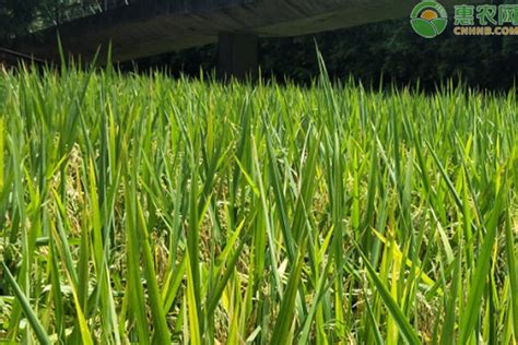 [水稻种子批发]黄华占水稻种子 一季中稻种子 常规种 优质稻 好吃高产长粒价格8.2元/斤 - 惠农网