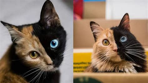 世界上最不可思议的猫，长相最奇葩的猫(一张脸两只猫) — 喵萌网