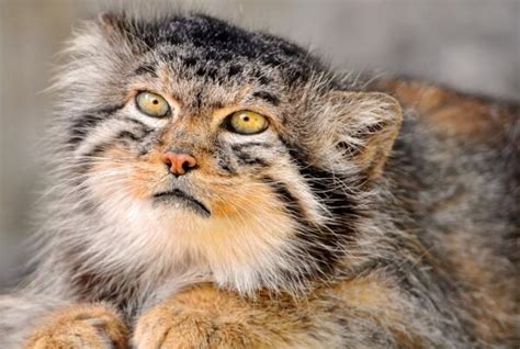 世界上最小的猫科动物：被称为“杀戮机器”，致命程度不亚于老虎_猎物
