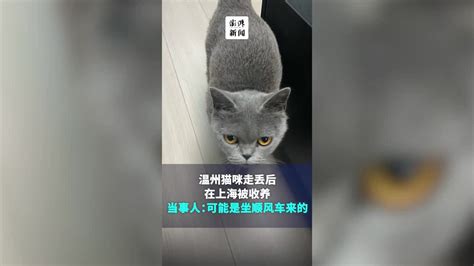 温州猫咪走丢2天后在500公里外的上海被收养_凤凰网视频_凤凰网