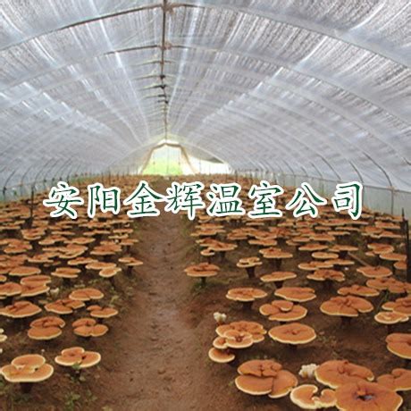 80后小伙建造蘑菇工厂，智能种植高收益，日产3000斤