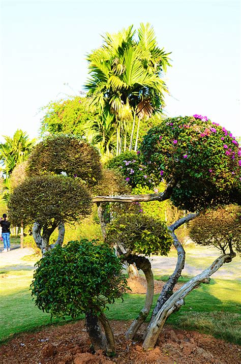 西双版纳植物园旅游景区介绍_西双版纳植物园旅游景区图片_四川成都中国青年旅行社官网