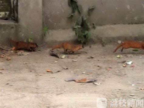 南京：多只黄鼠狼街头“漫步” 1只受惊被车撞死_海口网
