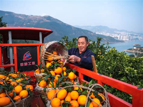 线上线下热卖！奉节脐橙早熟品种已全部售完 - 重庆日报网