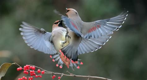 保护鸟类倡议书-林业动态