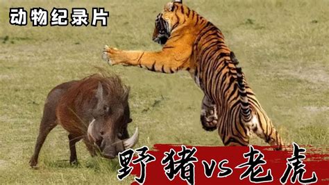 野猪在中国局地泛滥，上百万头野猪难逢敌手，全职猎人也无能为力 - 知乎