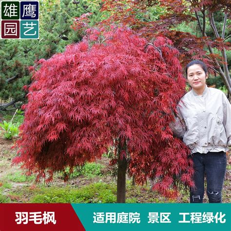 红枫树品种有哪些-苗木百科-中国花木网